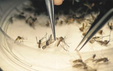 City to spray again in Queens to combat Zika