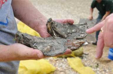 Oysters returning to Jamaica Bay