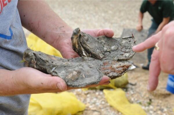Oysters returning to Jamaica Bay