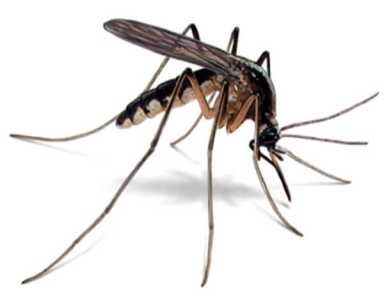 City to spray again tonight in Queens to combat Zika