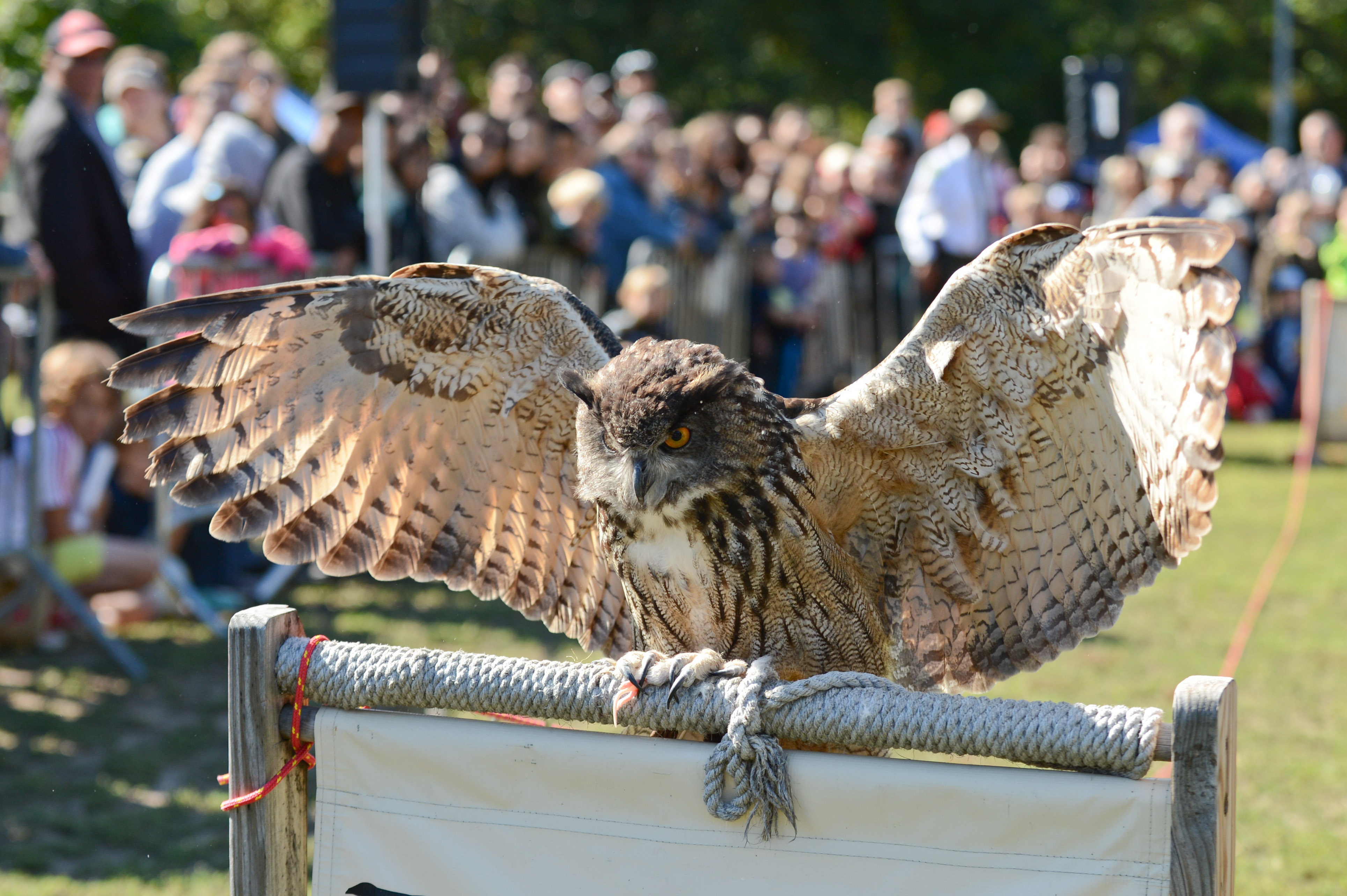 SKYHUNTERS IN FLIGHT: BIRDS OF PREY DEMONSTRATION at