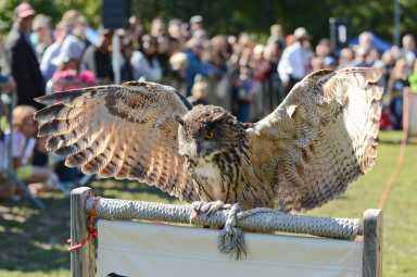 da4_0896_10-05-14-raptor-fest