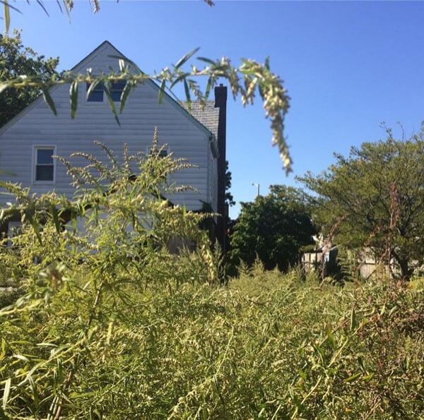 Abandoned Bayside home cause for health concern