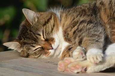 cat-1332996_960_720