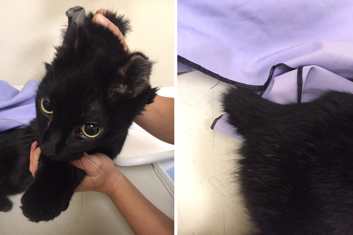 injured-cat
