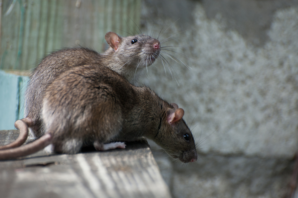 shutterstock-rats