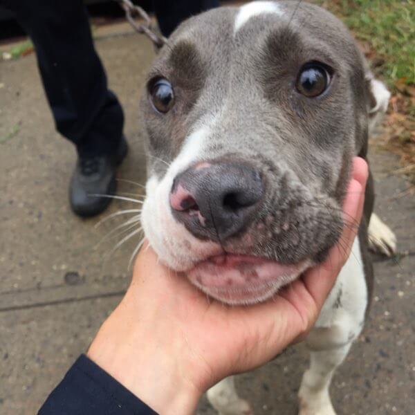 NYPD officer adopts rescued dog