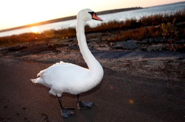 Cuomo signs Avella’s bill to protect mute swans