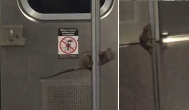 rat-screenshot