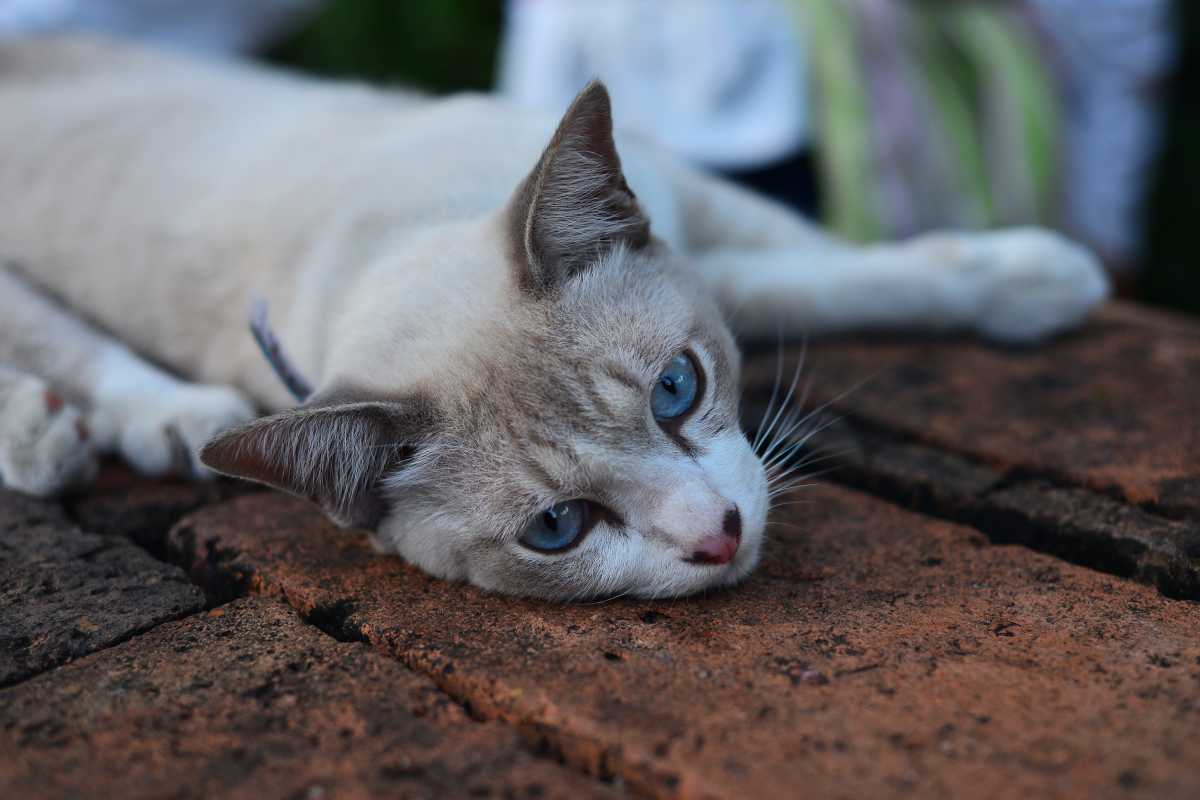 CATS