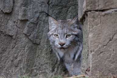 _julie-larsen-maher_9099-canadian-lynx-daisy-qz-12-22-16-1