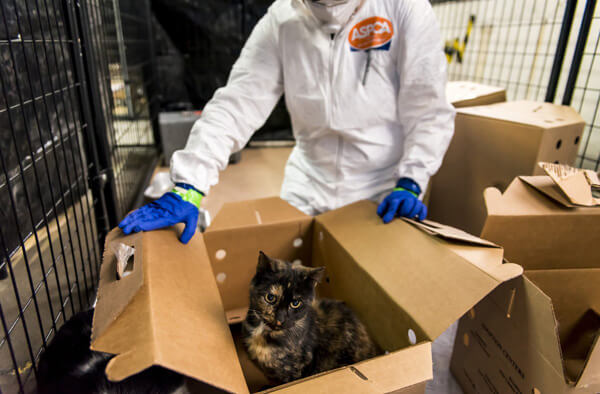 LIC warehouse quarantine hundreds of cats exposed to avian flu virus