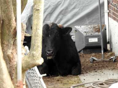 BAD Bull08