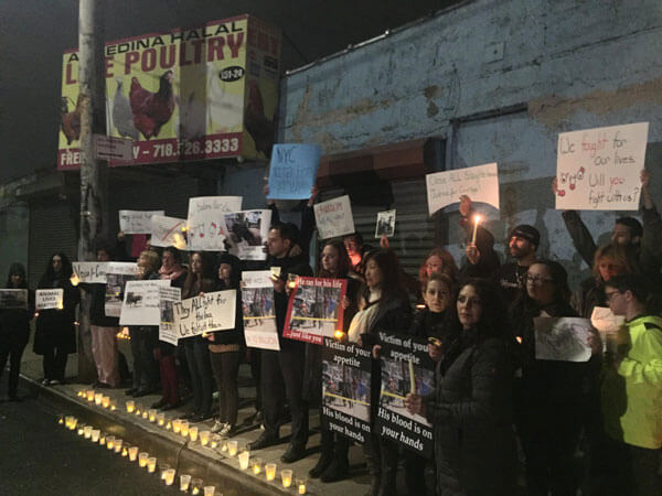 Vegans hold candlelight vigil for doomed Jamaica bull who died in custody