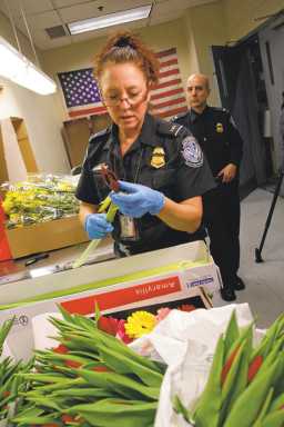 Bloom busters: Valentine’s flowers run gauntlet at JFK