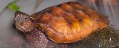 Oakland Gardens turtle smuggler pleads guilty to trafficking wildlife