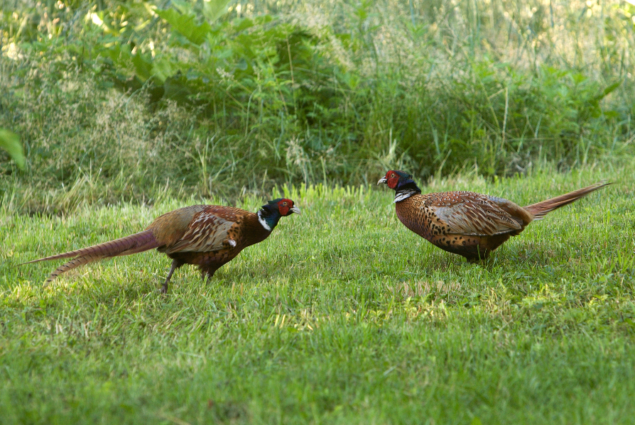 Bird Walks with New York City Audubon