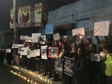 Vigil held for escaped Jamaica bull