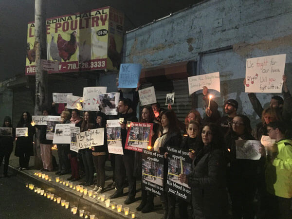 Vigil held for escaped Jamaica bull