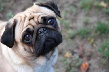 Queens men toss dogs from buildings: DA