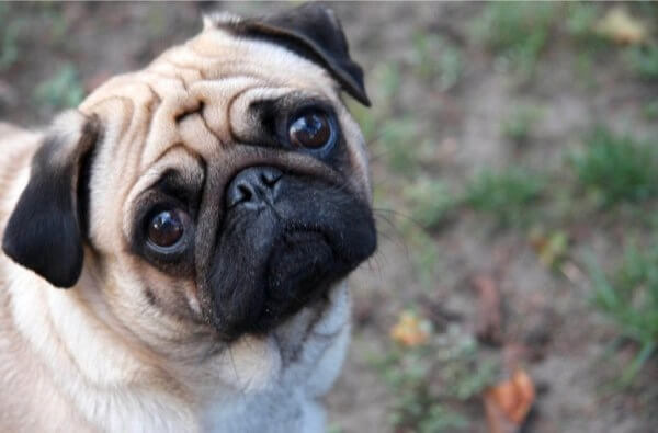 Queens men toss dogs from buildings: DA