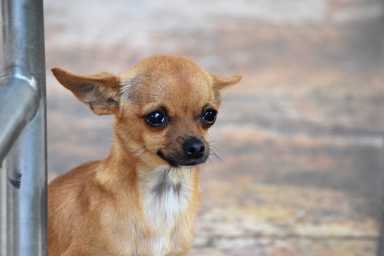 shutterstock_chihuahua