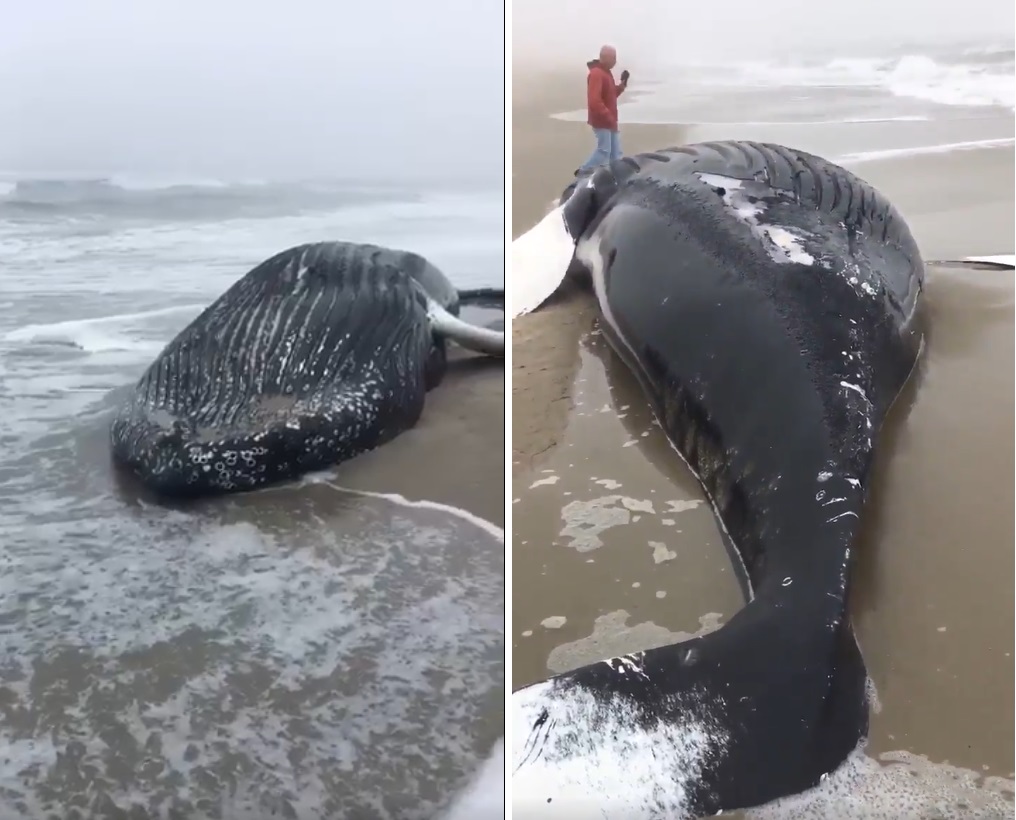 beached whale