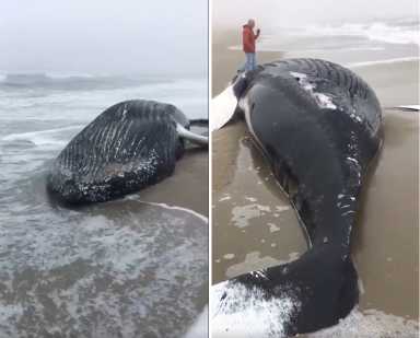 beached whale
