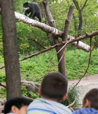 Exotic bear cub takes Queens Zoo by storm