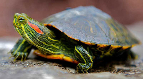 Dead turtles raise concern at Bowne Park pond