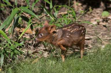 _Julie Larsen Maher_1646_Pudu and Fawn_QZ_06 01 17