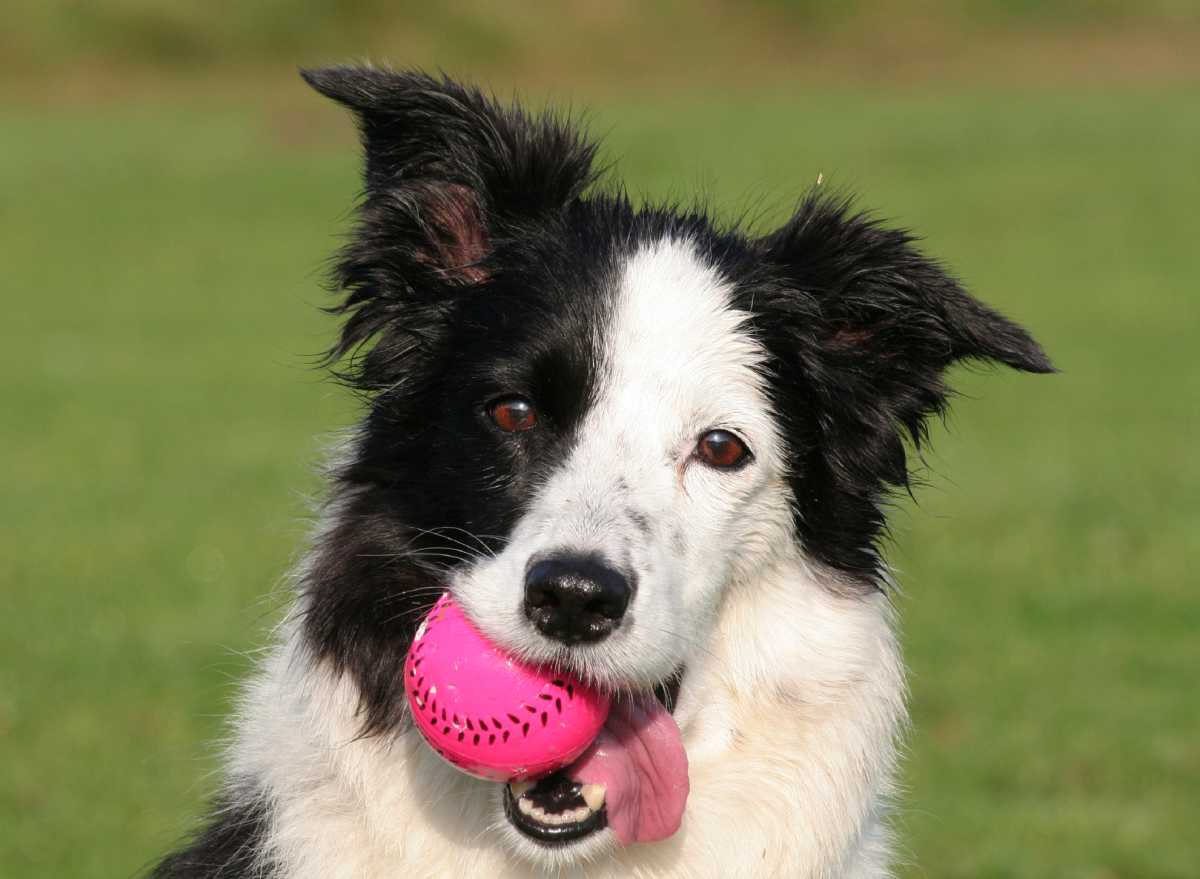 Border Collie with Ball