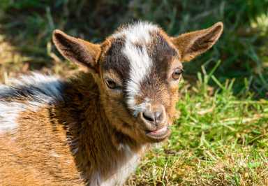 shutterstock_608142122