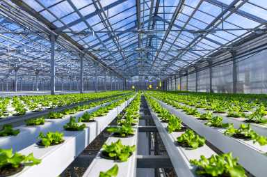 HYDROPONIC