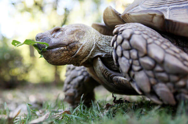 African spurred tortoise stolen from Alley Pond Environmental Center