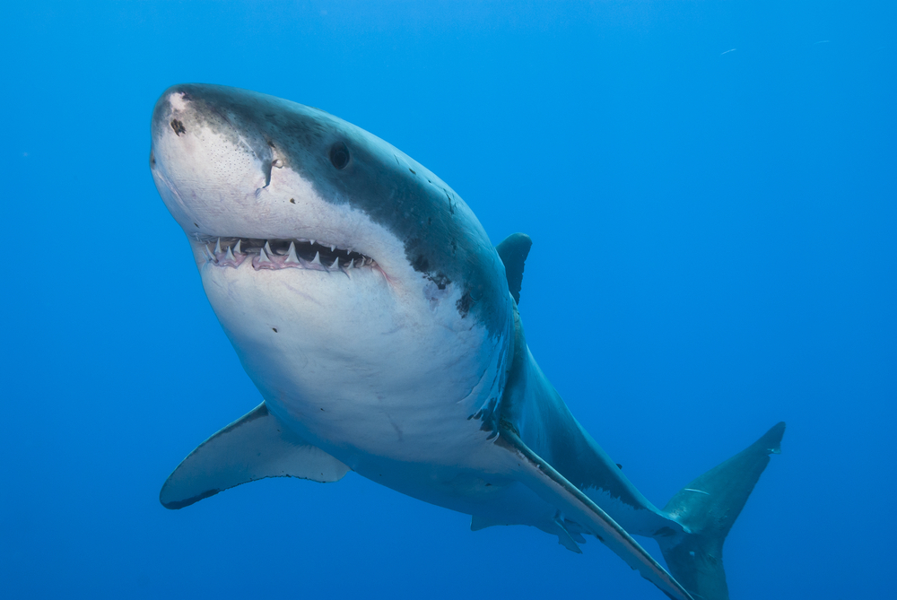 shutterstock_great white shark