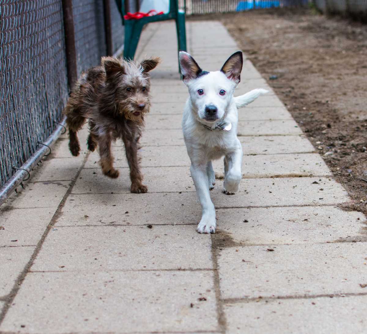 social pups
