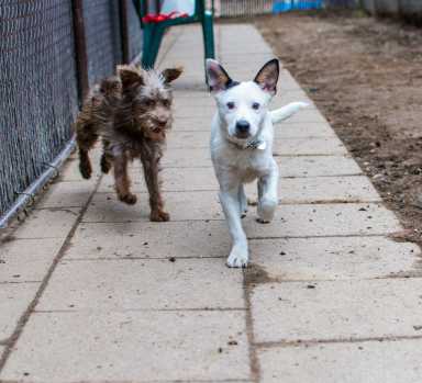 social pups