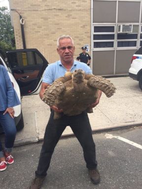 Missing Alley Pond tortoise returns to treat-filled homecoming