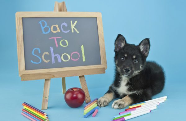 Back to school tips: leaving your pet at home - QNS.com