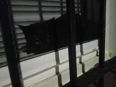 Ridgewood cats 1