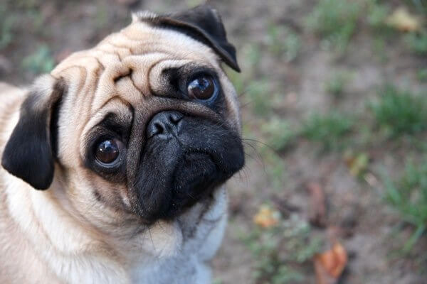 Fresh Meadows man sentenced for dog’s death