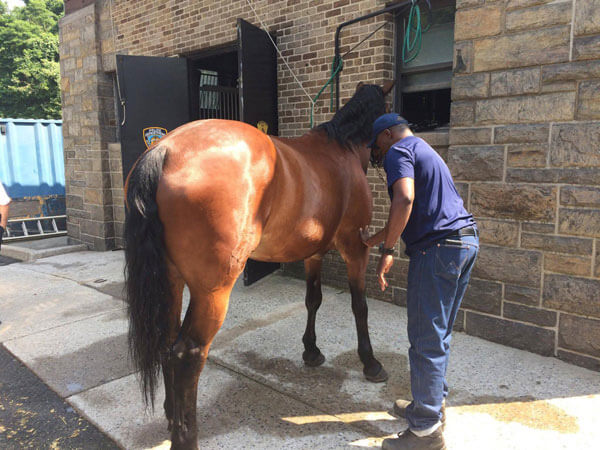 An inside look at the Queens branch of the NYPD’s mounted unit – QNS