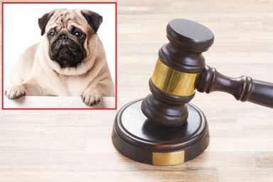pug and gavel – shutterstock