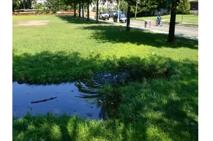 This small pond at MacNeil Park in College Point is apparently full of raw sewage.