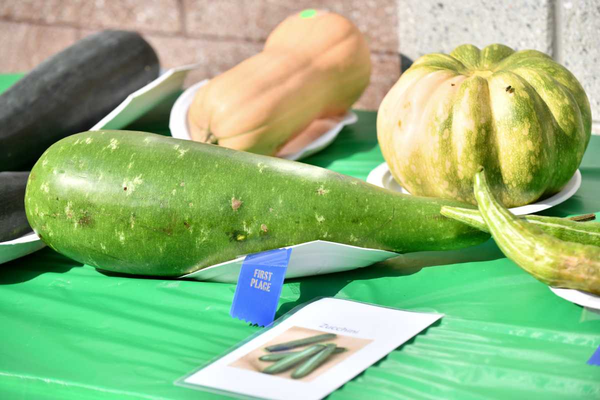 Largest Squash_2017 Harvest Fair