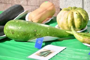 Largest Squash_2017 Harvest Fair