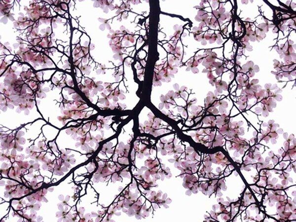 Discovering outer beauty and inner peace at Fort Totten Park