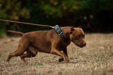 shutterstock_angry dog