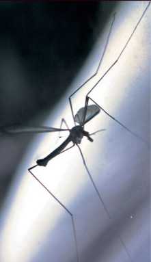Health Department to spray parts of Auburndale and Hillcrest Wednesday night